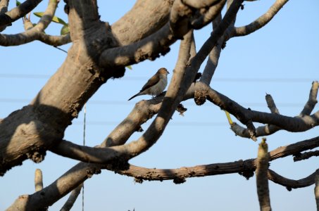 Brown Bird On Tree Branch