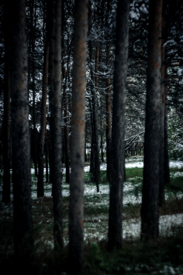 Photography Of Tree Trunks During Winter