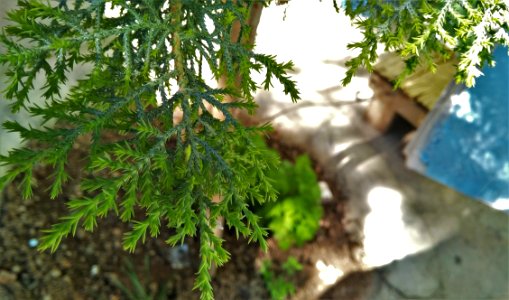 Green Leaf Plant