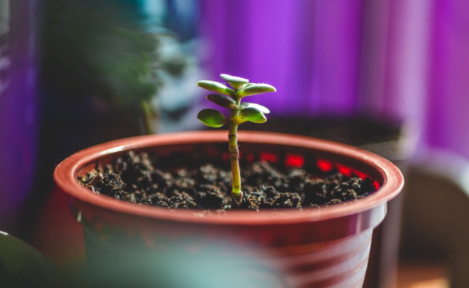 Green Leafed Plant On Brown Plastic Pot