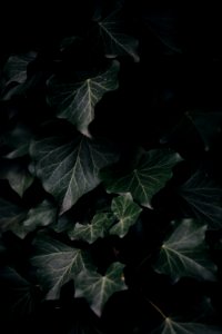 Photography Of Green-Leaf Plants
