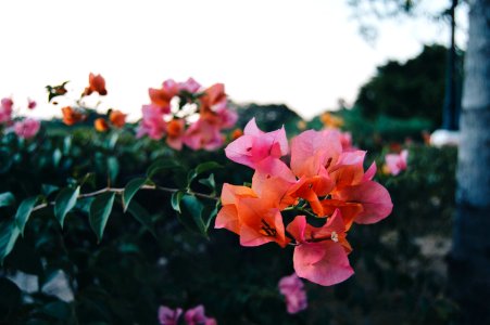 Selective Focus Photography Of Pink Bougainvillea Flower