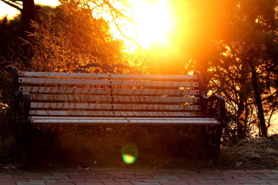 Brown Metal-framed Bench Surrounded By Trees