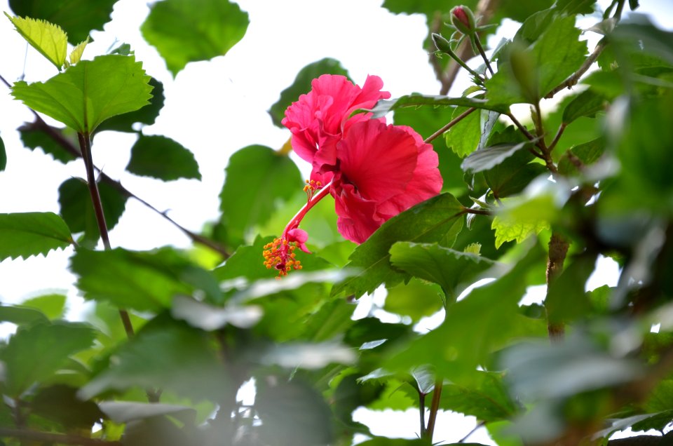 Pink Hibiscus Flower