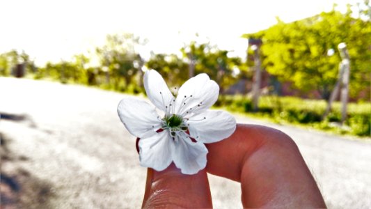 White 6-petaled Flower On Persons Hand photo