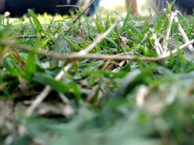 Low-angle Selective Focus Photography Of Green Grasses