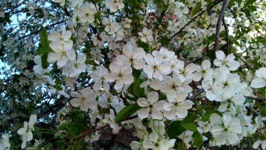 White Petaled Flowers At Daytime