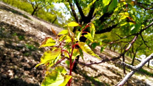 Selective Focus Of Green Leaf Plant photo