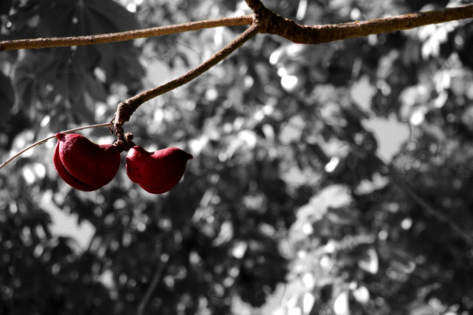 Close Up Photo Of Red Fruit Plant