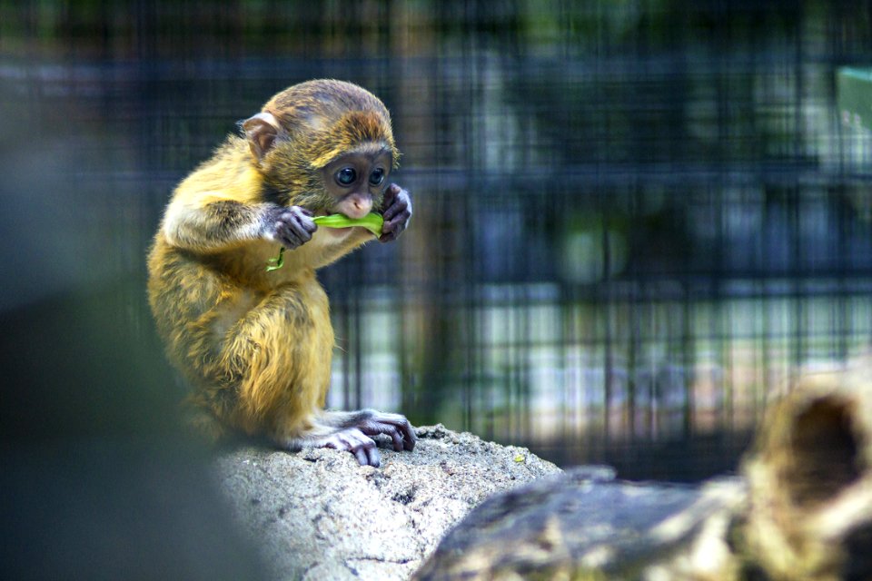 Brown And Black Primate On Gray Rock