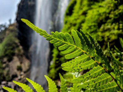 Green Leaf Plant
