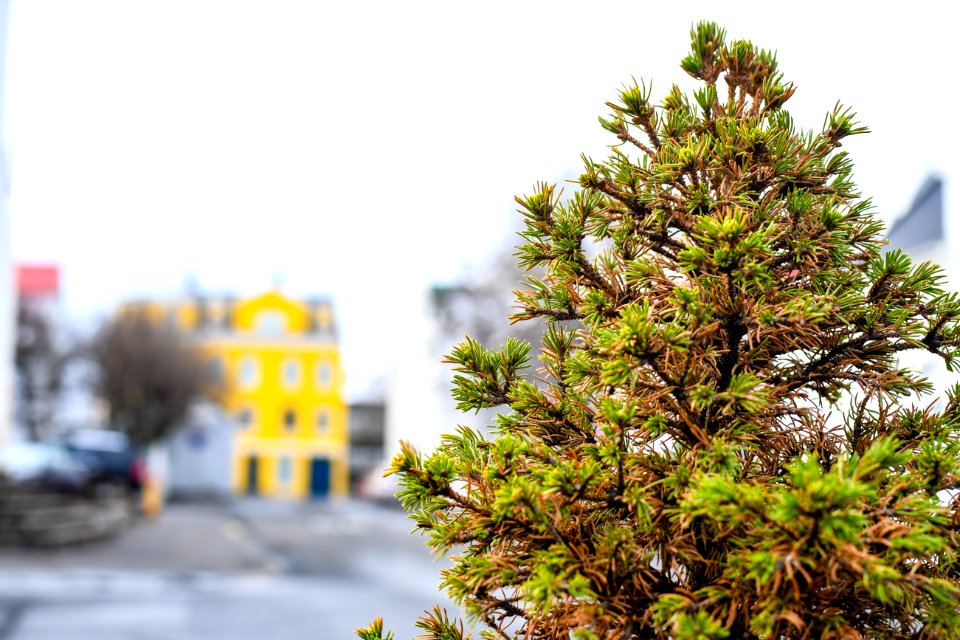 Selective Focus Photography Of Green Fern Tree