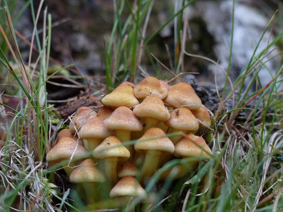 Nature toxic forest