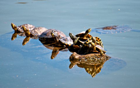 Group Of Turtles On Body Of Water photo