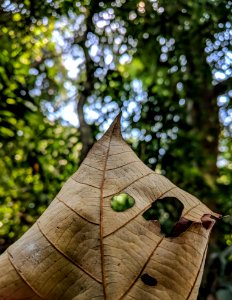 Selective Focus Photography Of Brown Dried Leaf