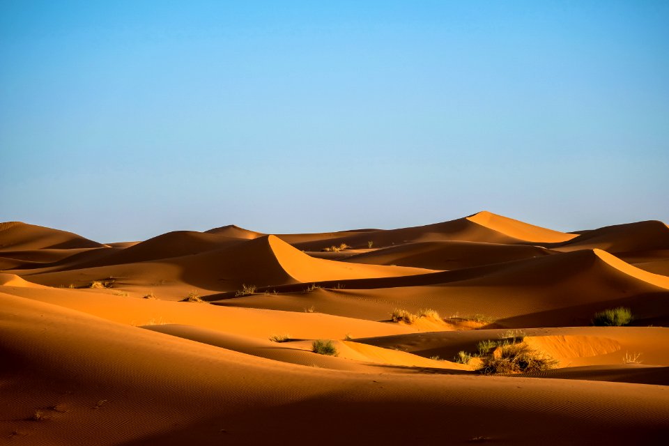 Green Bushes On Desert photo