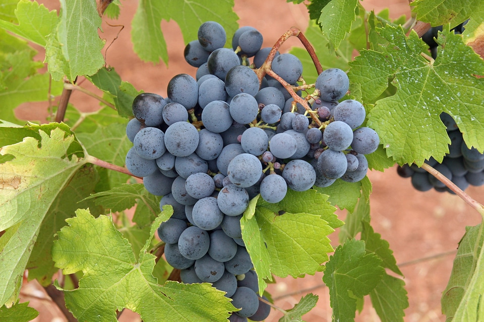 Vineyard agriculture ripe