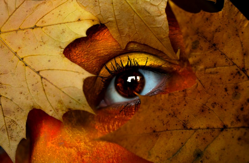 Brown Maple Leaf With Persons Eye
