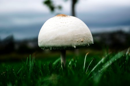 Macro Photography Of White Mushroom photo