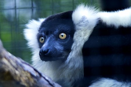 Close Up Photo Of Black And White Animal photo