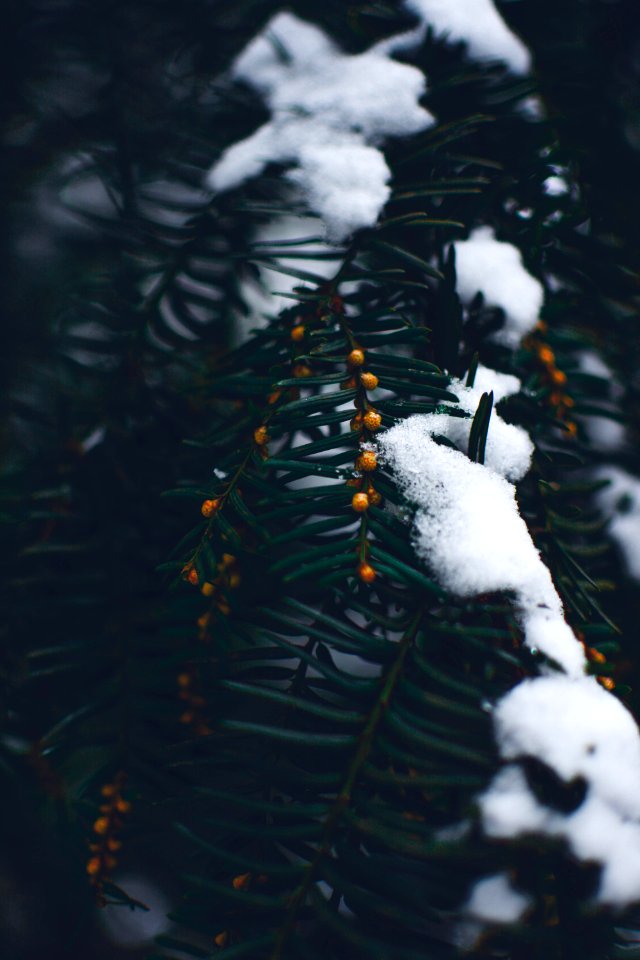 Close Photo Of Green Leaf Tree Covered With Snow photo