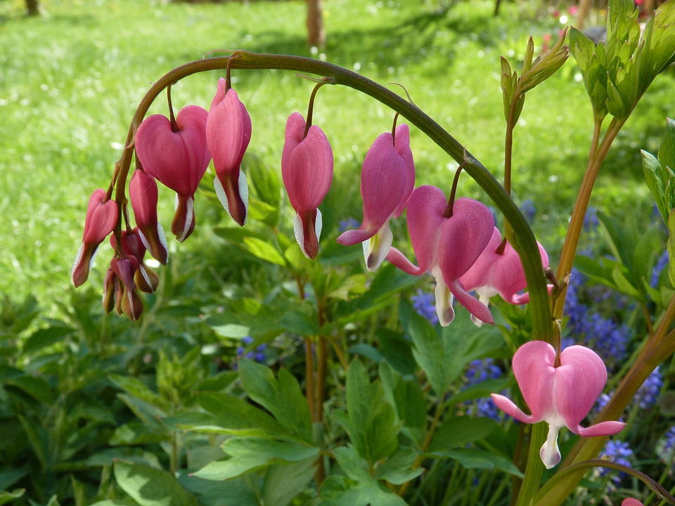 Bleeding heart flower arch lamprocapnos