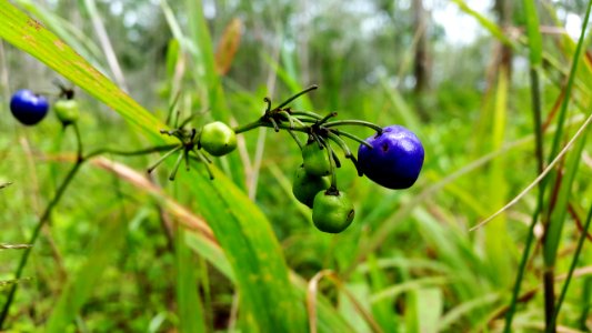 Green And Purple Fruit