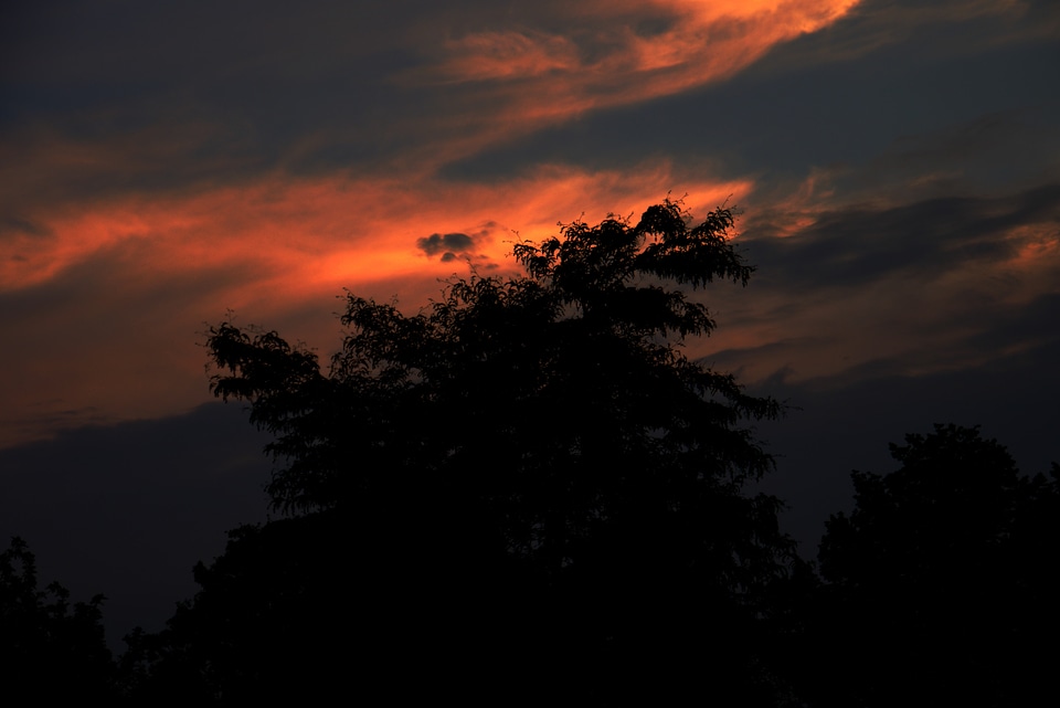 Tree afterglow evening sky