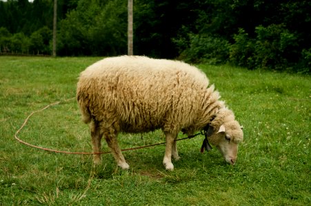White Sheep On Grass photo