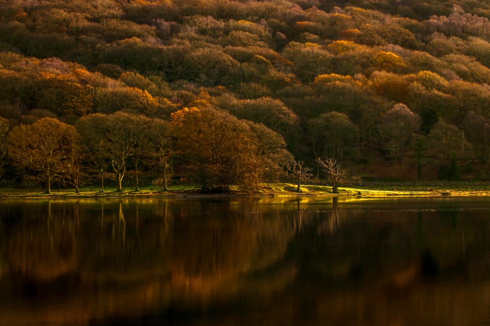 Calm Body Of Water Surrounded With Forest