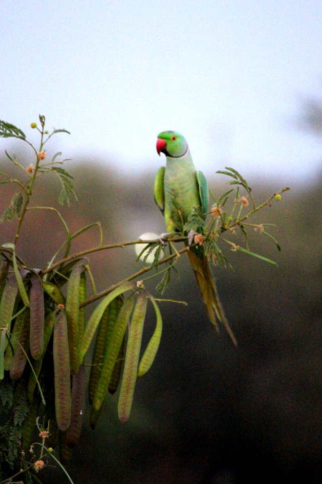 Perching Rose-ringed Parakeet