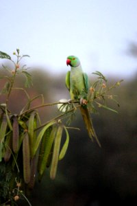 Perching Rose-ringed Parakeet photo