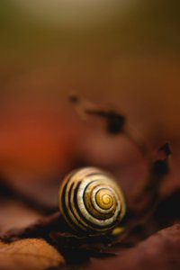 Close Up Photo Of White Snail photo