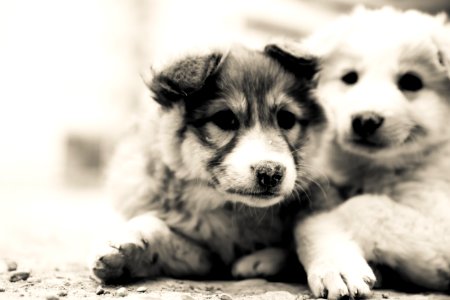 Two White Puppies photo