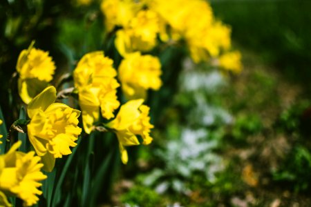 Close-Up Photography Of Yellow Daffodil Flowers photo