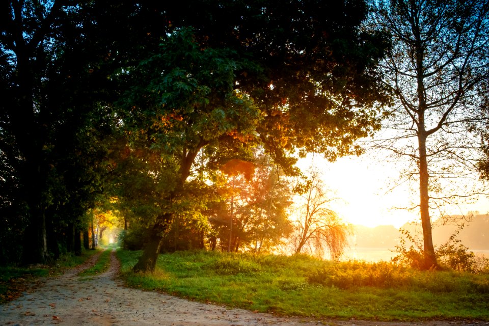 Landscape Photography Of Green Leafed Trees photo