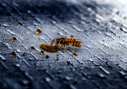 Macro Photography Of Wasp