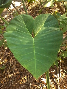 Green environment growth