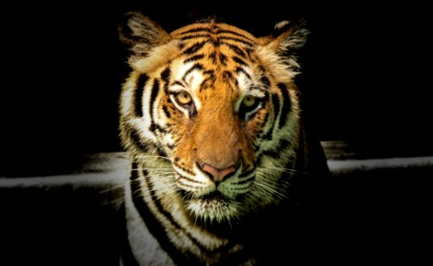 Wildlife Photography Of Tiger photo