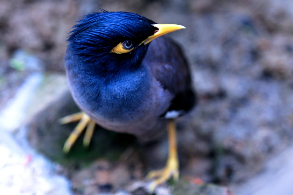 Focus Photography Of Common Myna Bird