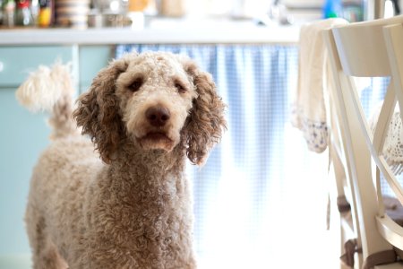 Close-Up Photography Of Poodle photo