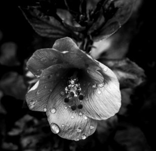 Grayscale Photo Of Petaled Flower photo