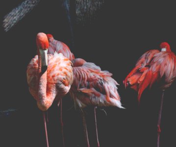 Three Pink Flamingos