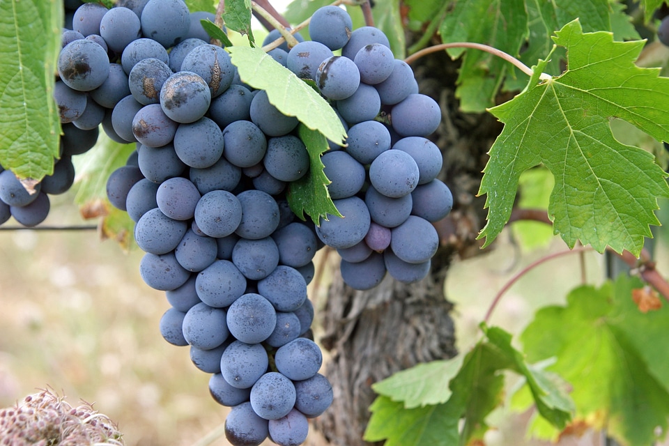 Vineyard agriculture ripe