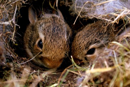 Two Brown Rabbits photo