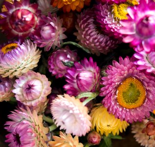 Purple And White Multi-petaled Flower Lot Closeup Photography photo