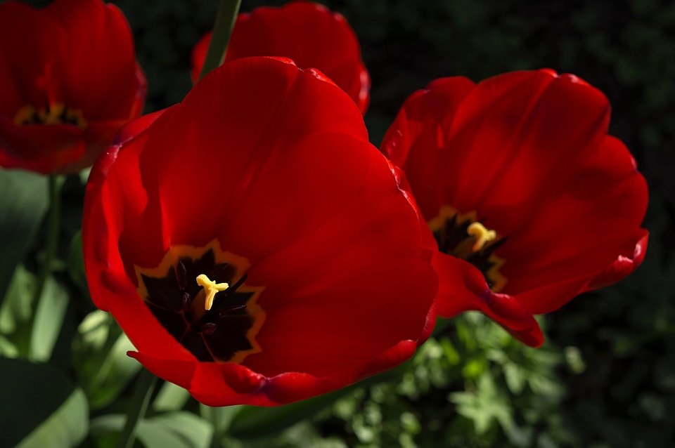 Plant flower garden