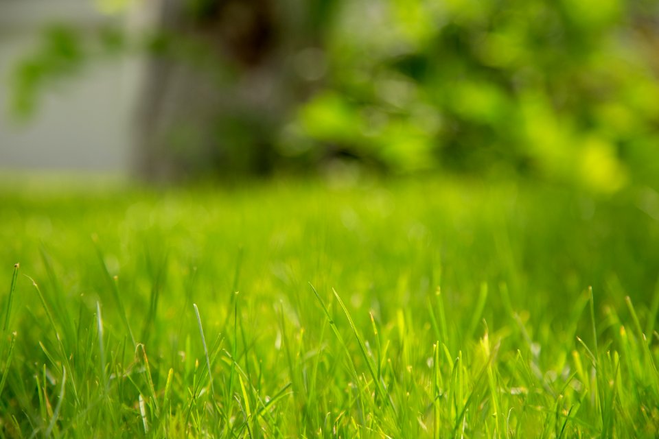 Focus Photography Of Green Bermuda Grass photo