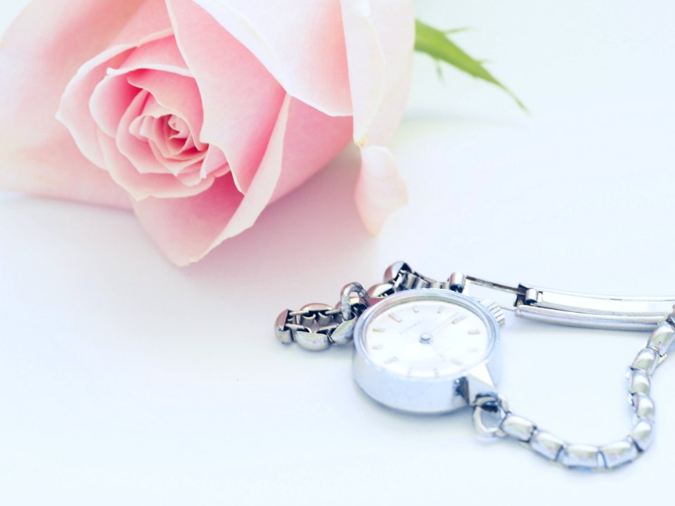 Pink Rose Near Watch
