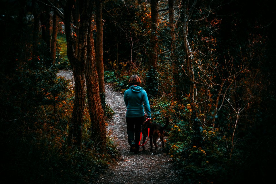 Woman Beside Dog Walking In The Forest Under Tall Trees At Daytime